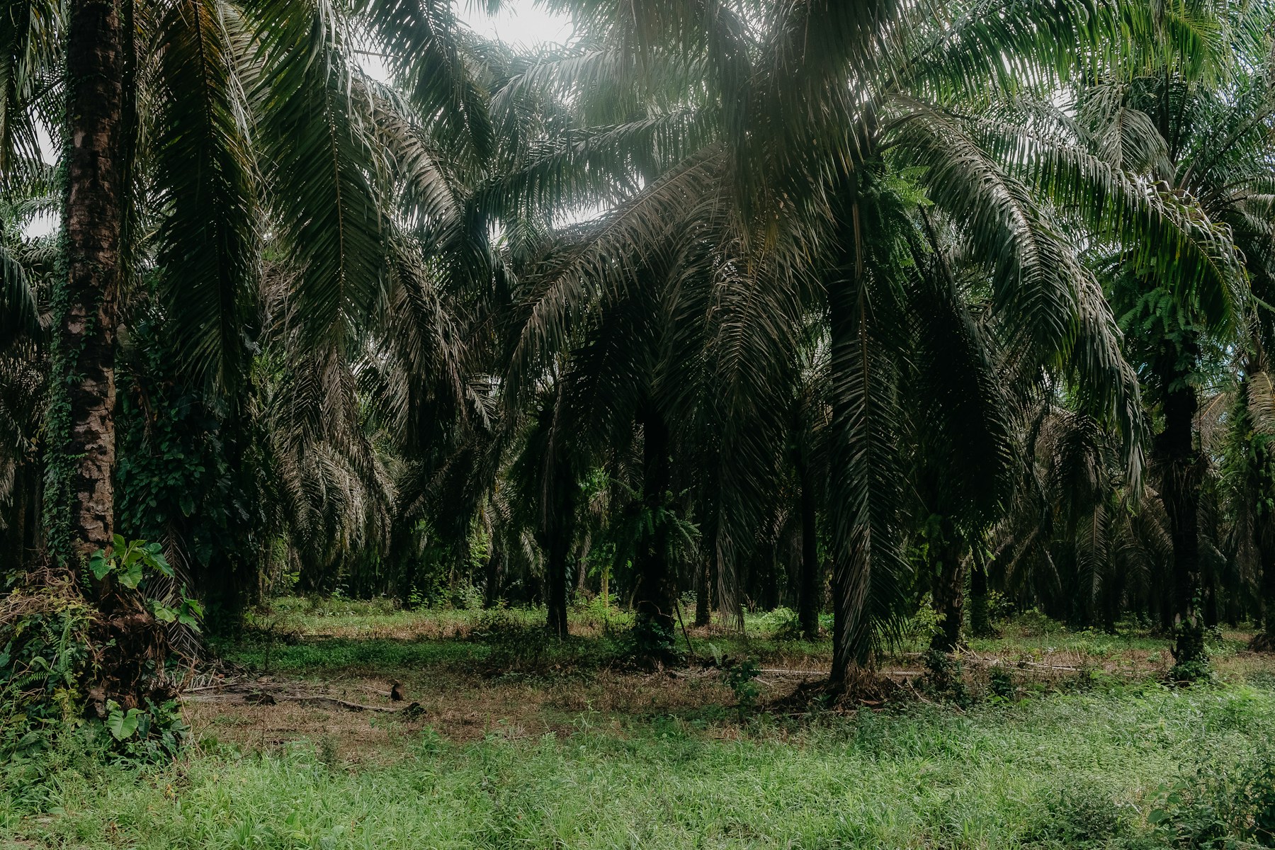 Ladang kelapa sawit yang menghijau
